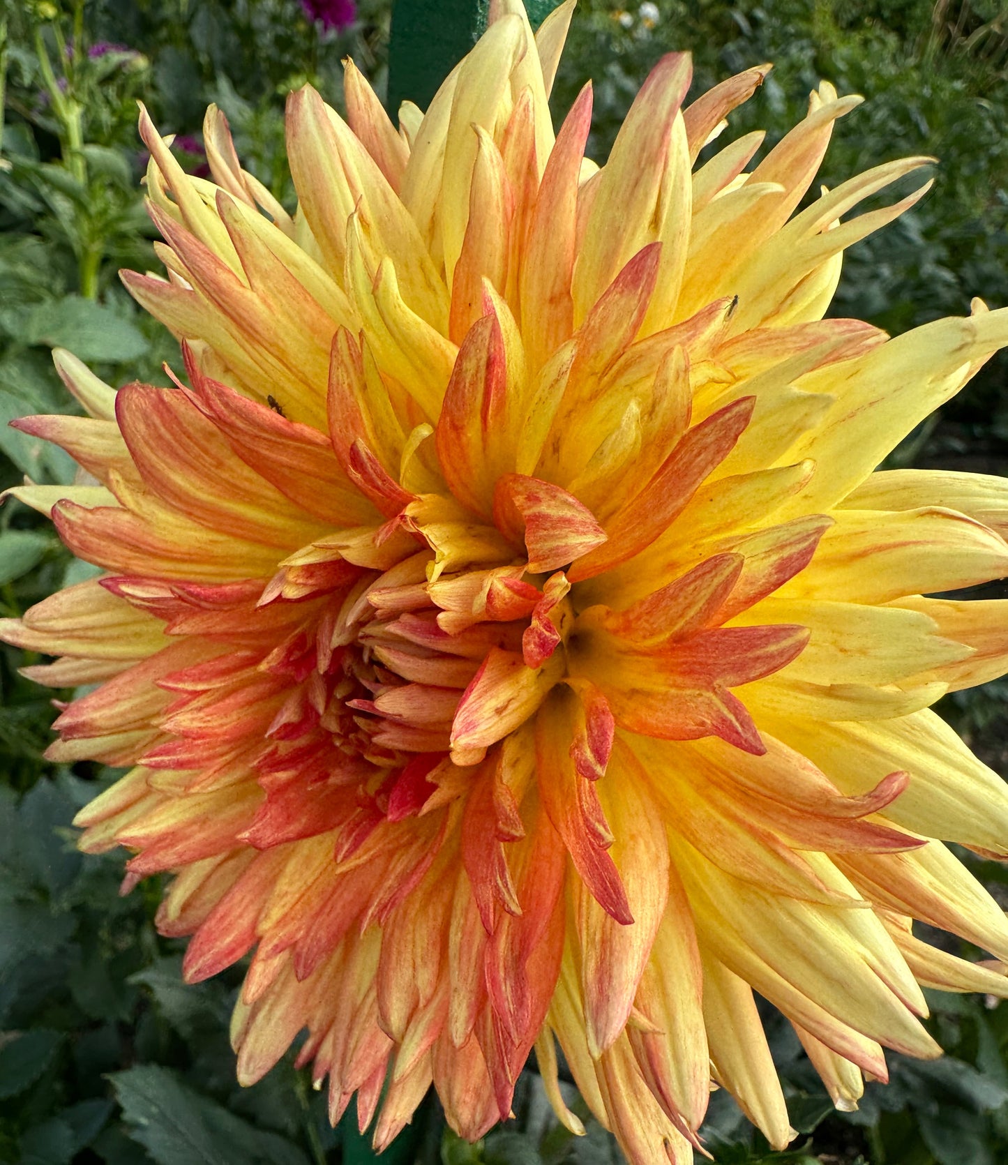 Lovely Anna Dahlia