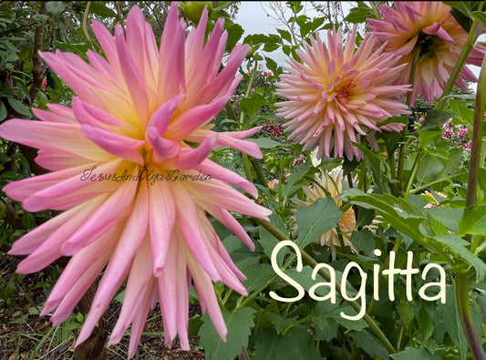 Sagitta Dahlia