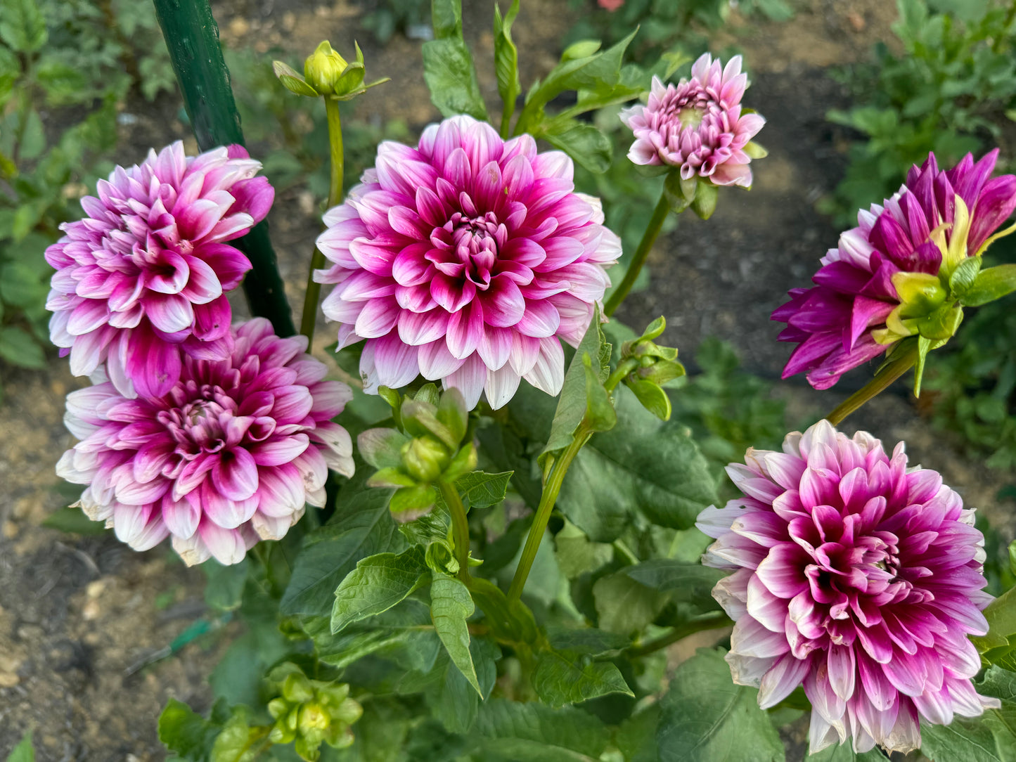 Anna F. Dahlia