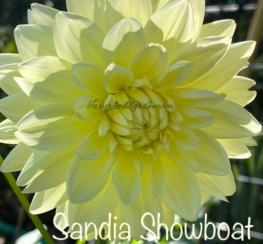 Sandia Showboat Dahlia