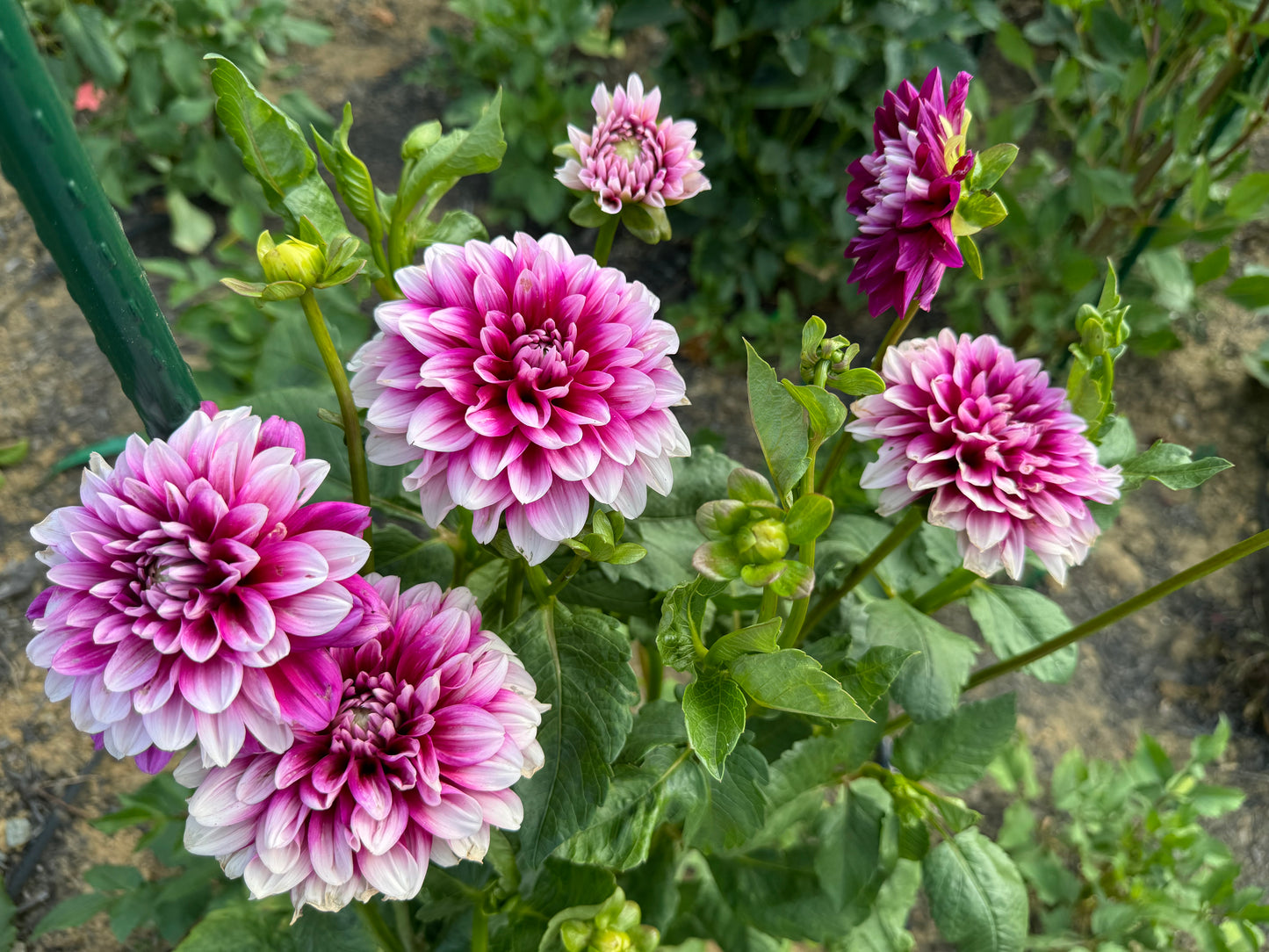 Anna F. Dahlia