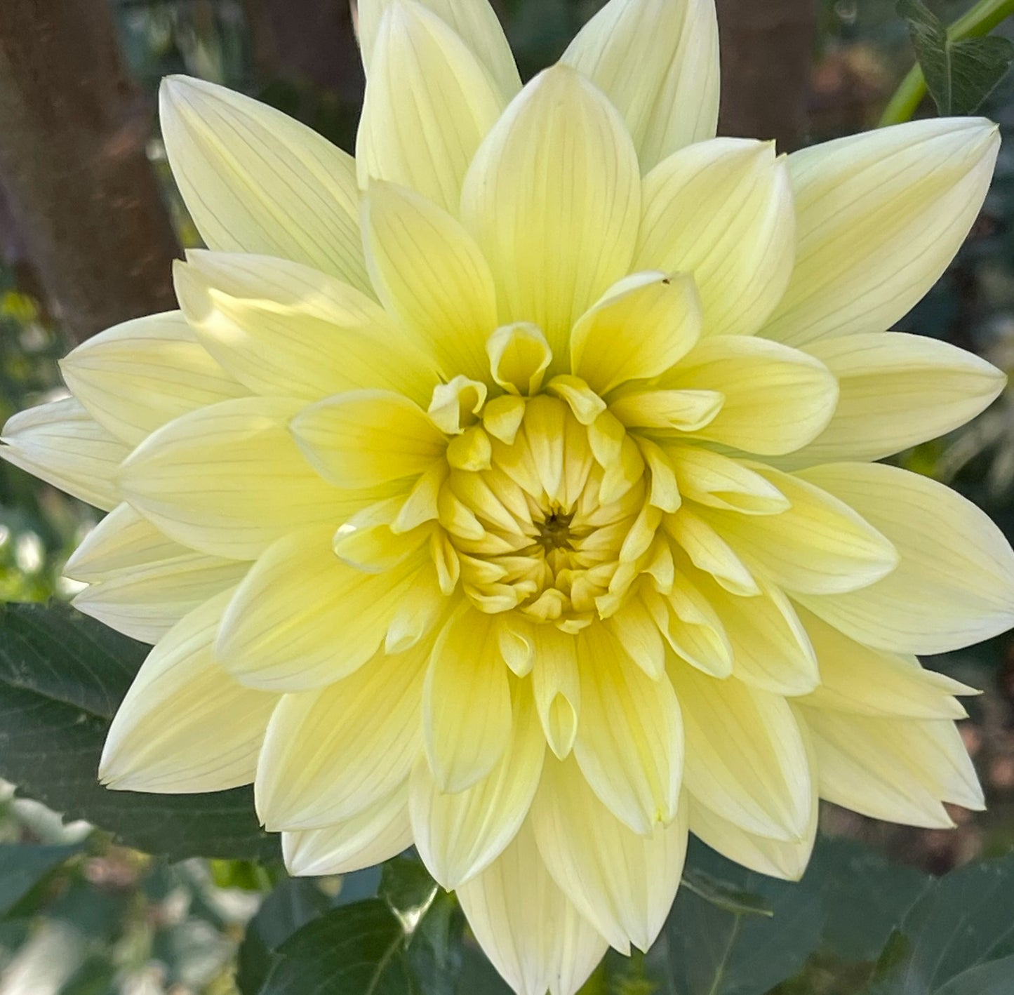 Sandia Showboat Dahlia