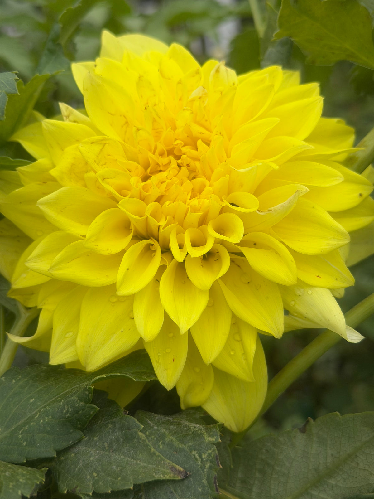 JS Jerry Dahlia