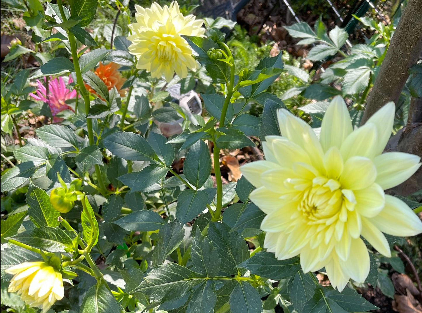 Sandia Showboat Dahlia