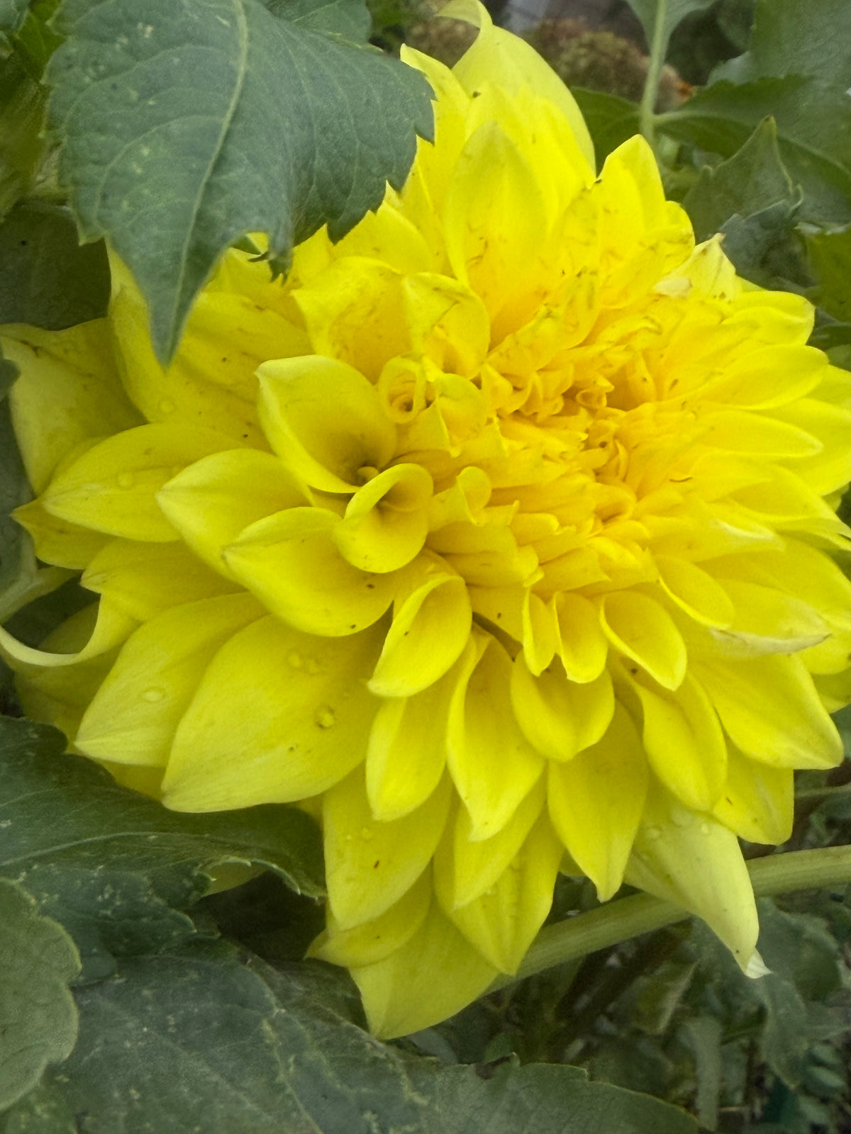 JS Jerry Dahlia