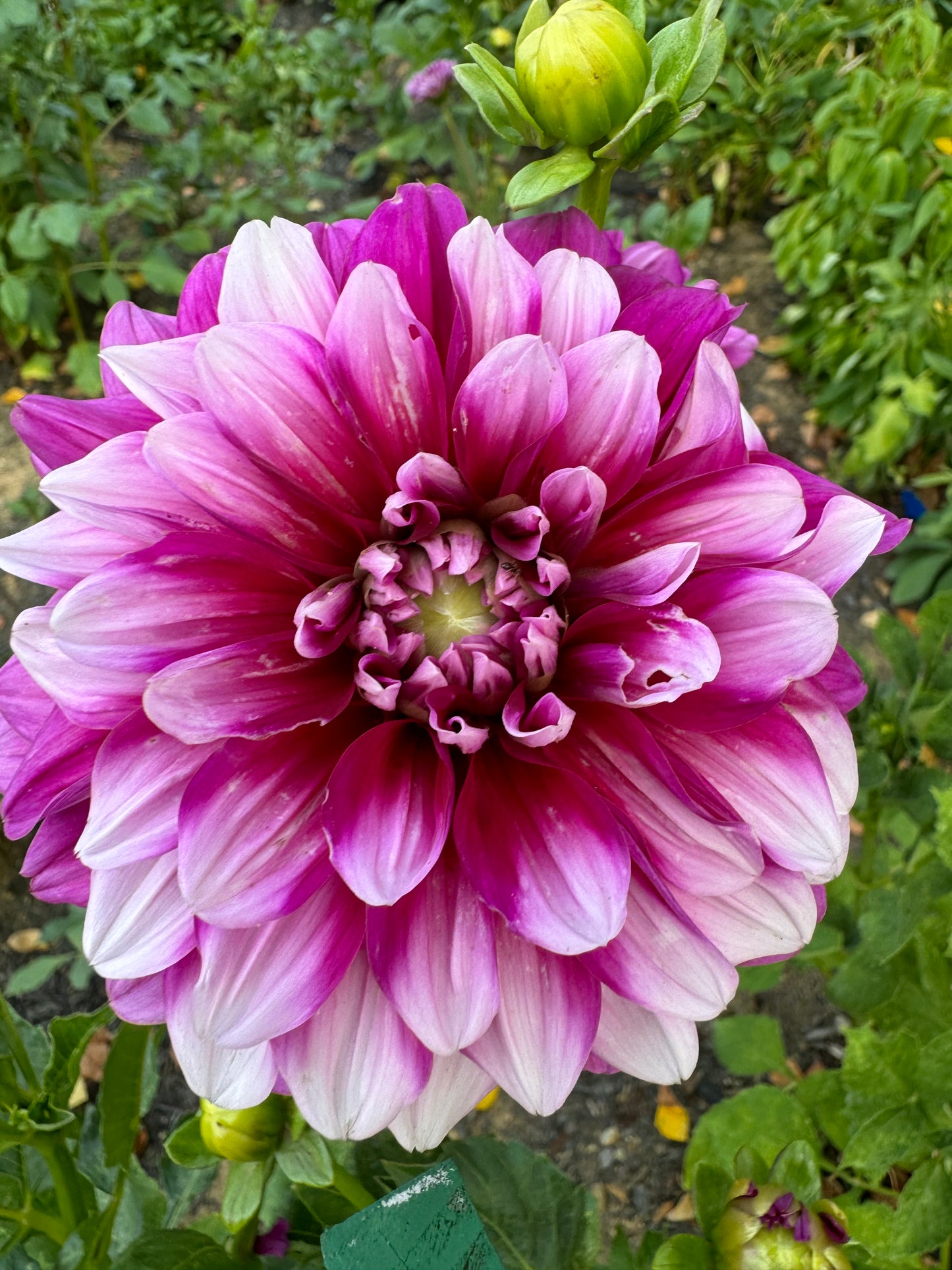 Anna F. Dahlia