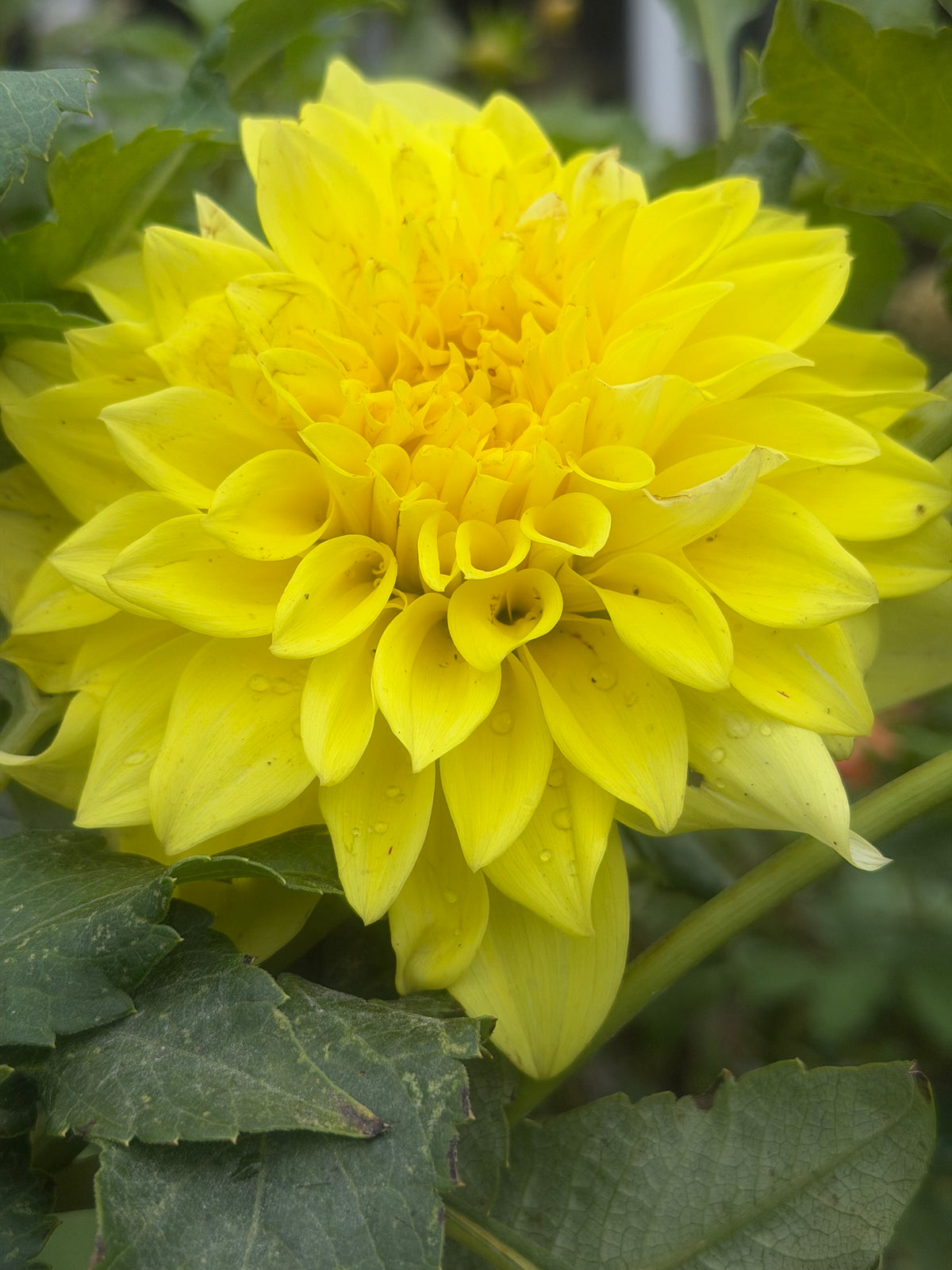 JS Jerry Dahlia
