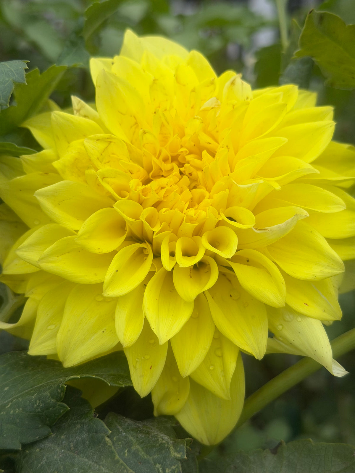 JS Jerry Dahlia