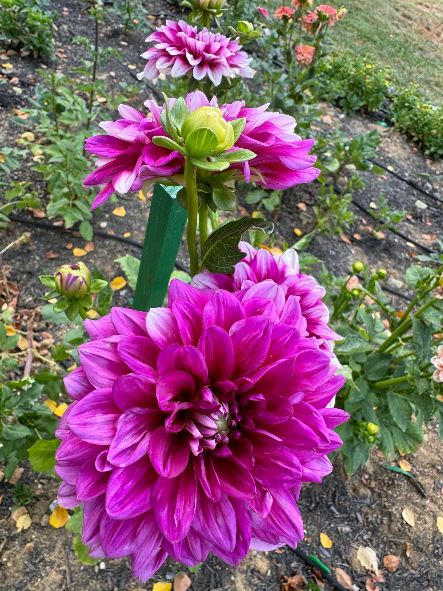 Anna F. Dahlia