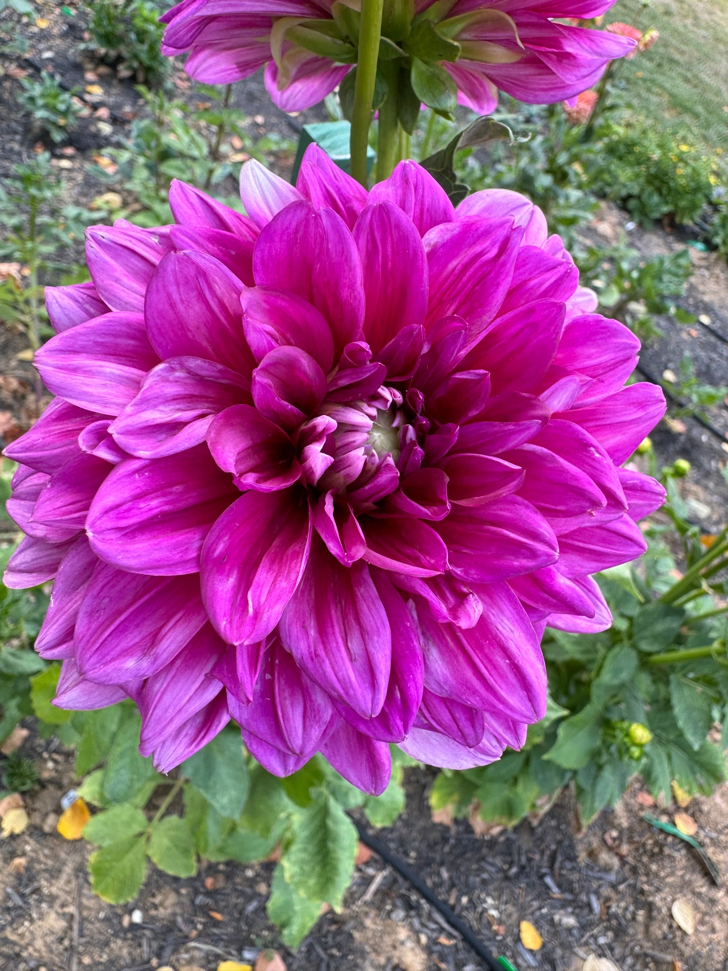 Anna F. Dahlia