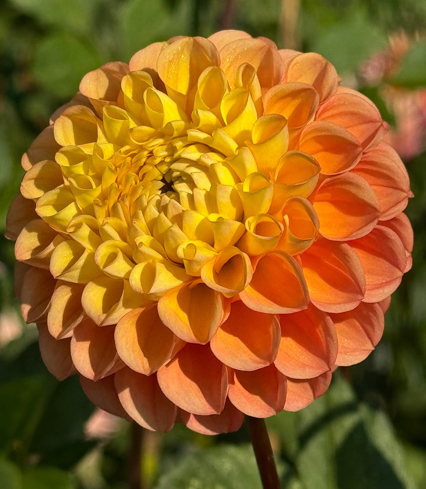 Oh Honey Dahlia