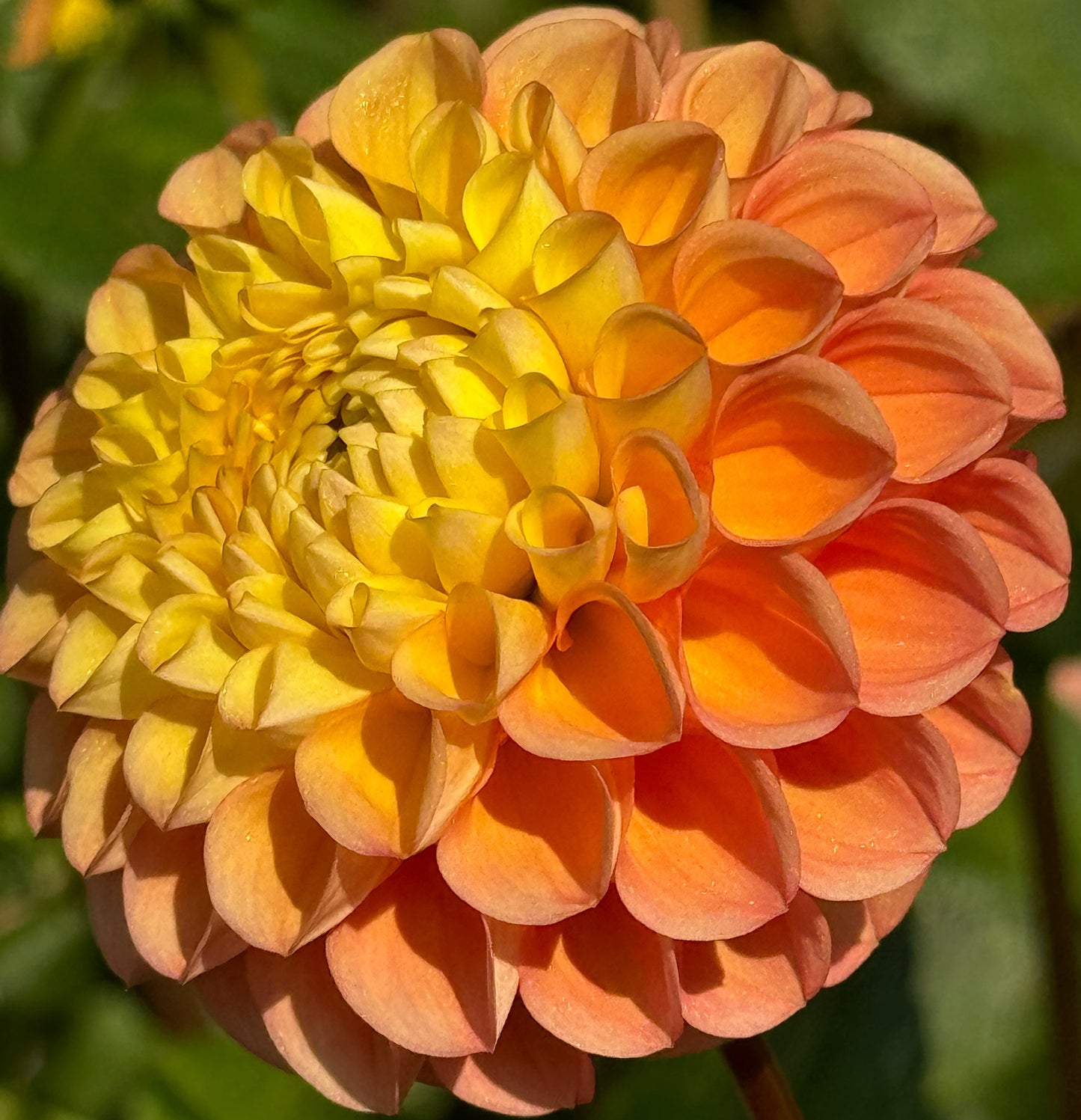 Oh Honey Dahlia