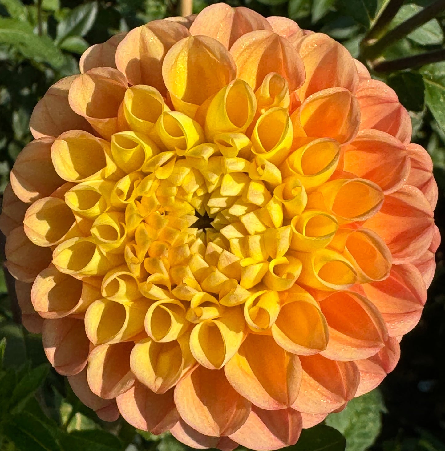 Oh Honey Dahlia