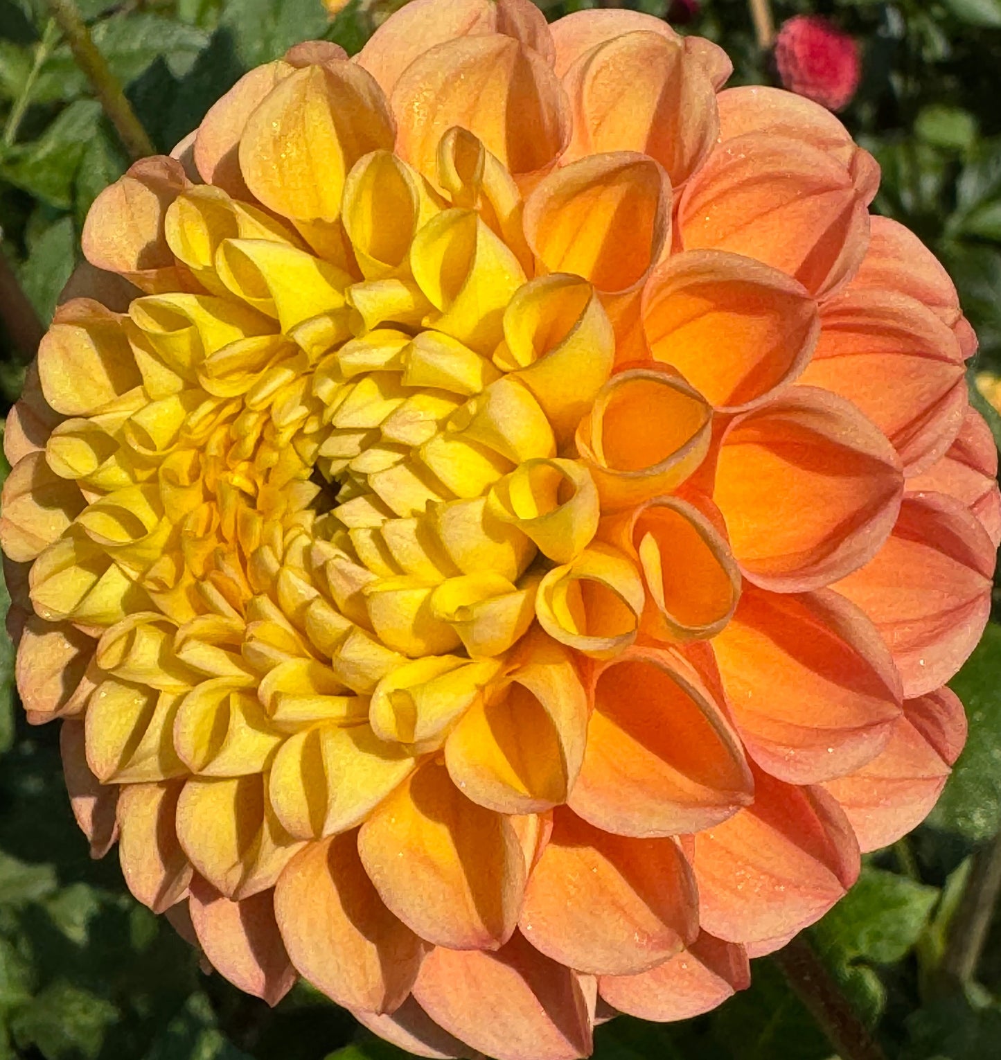 Oh Honey Dahlia