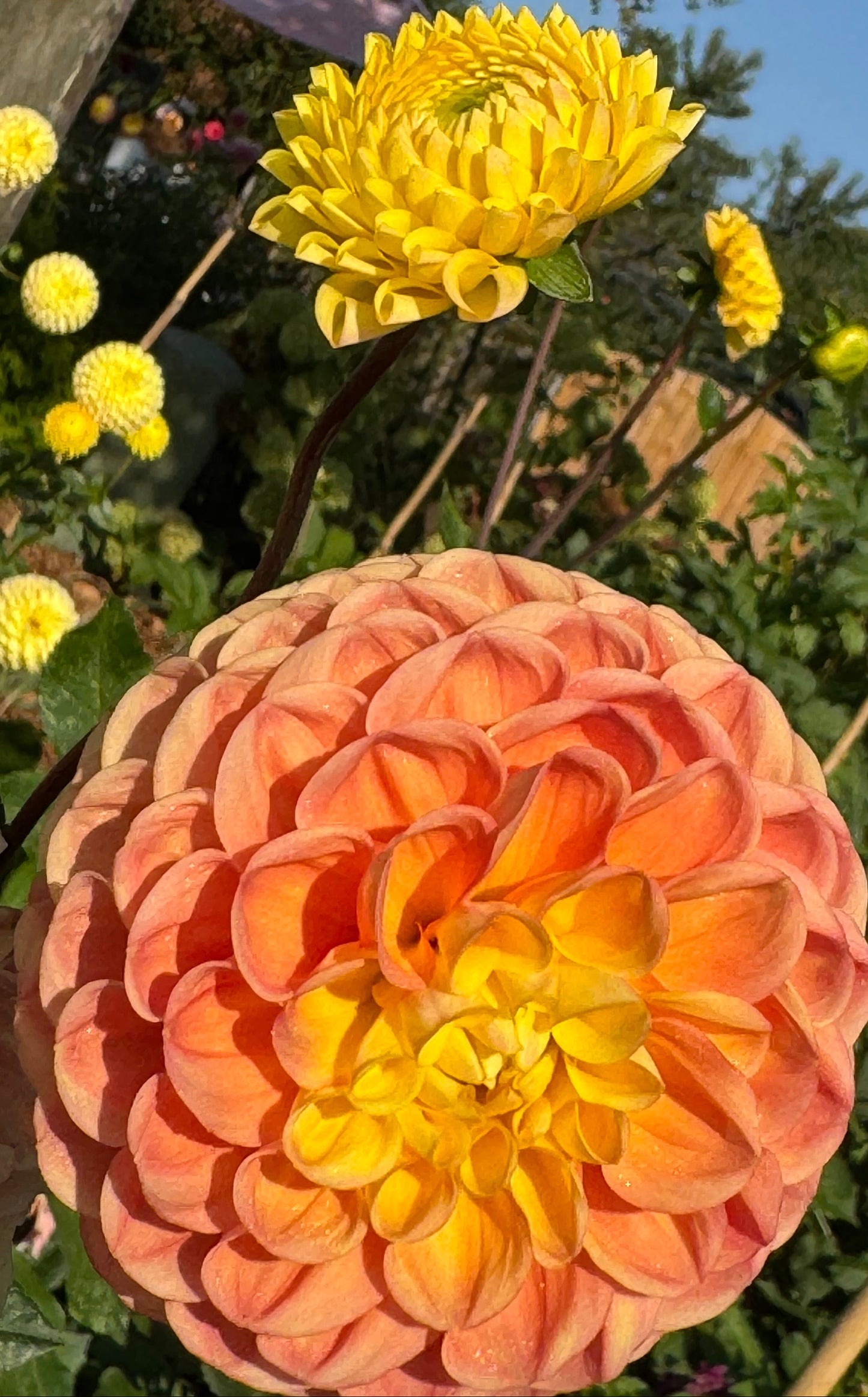 Oh Honey Dahlia