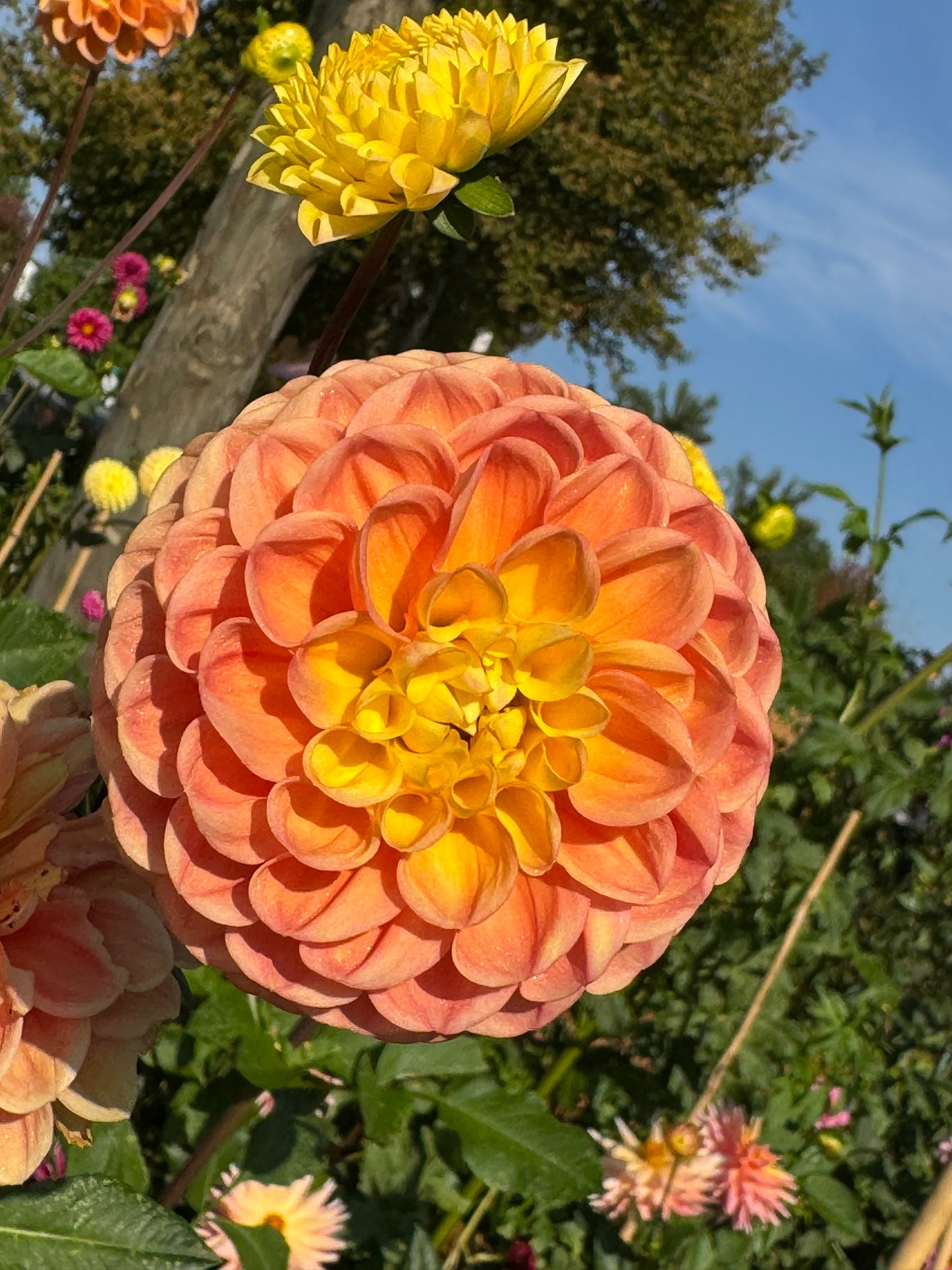 Oh Honey Dahlia