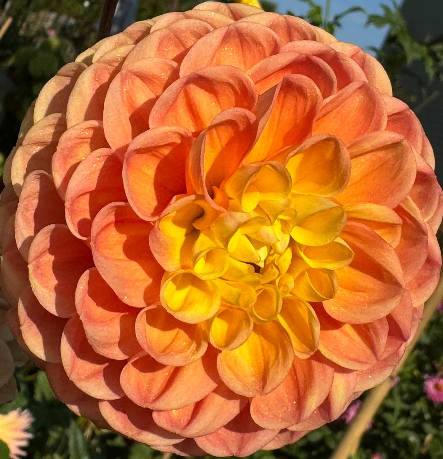 Oh Honey Dahlia