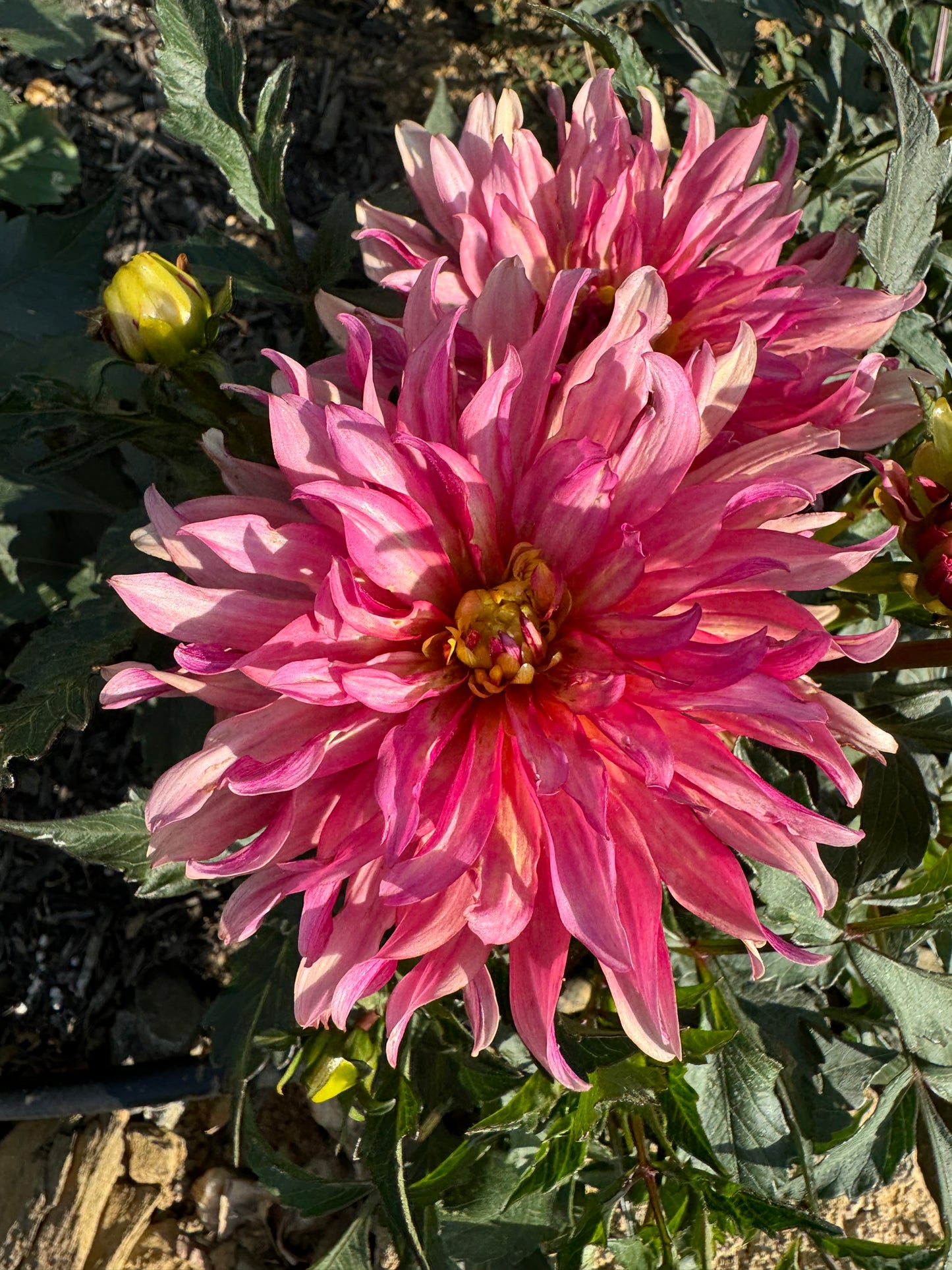 Gallery Art Deco Dahlia