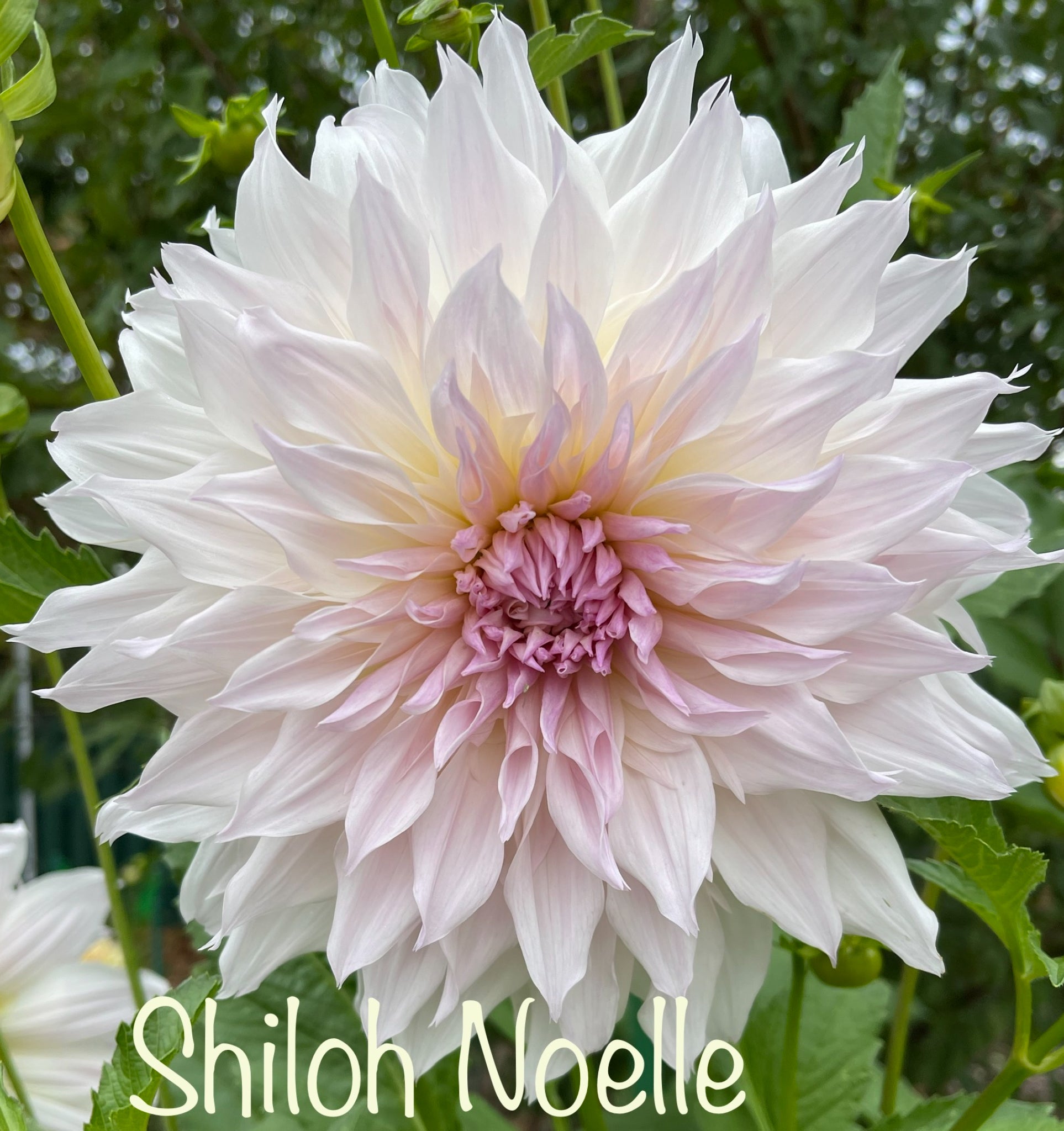 Shiloh Noelle Dahlia – Draginas Dahlias