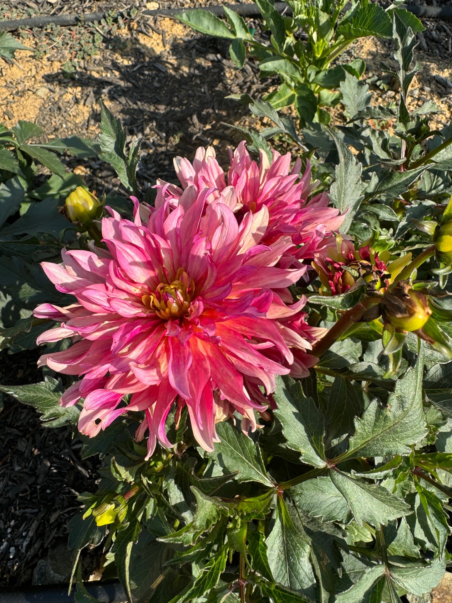 Gallery Art Deco Dahlia