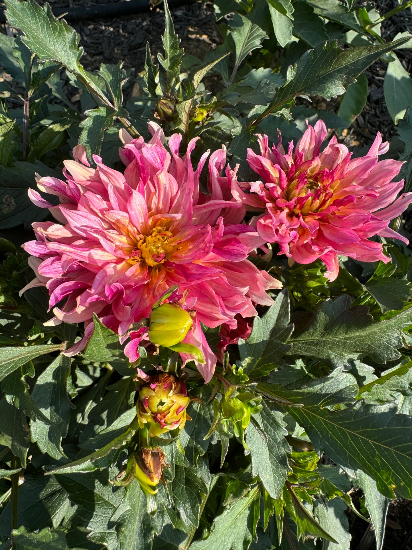 Gallery Art Deco Dahlia