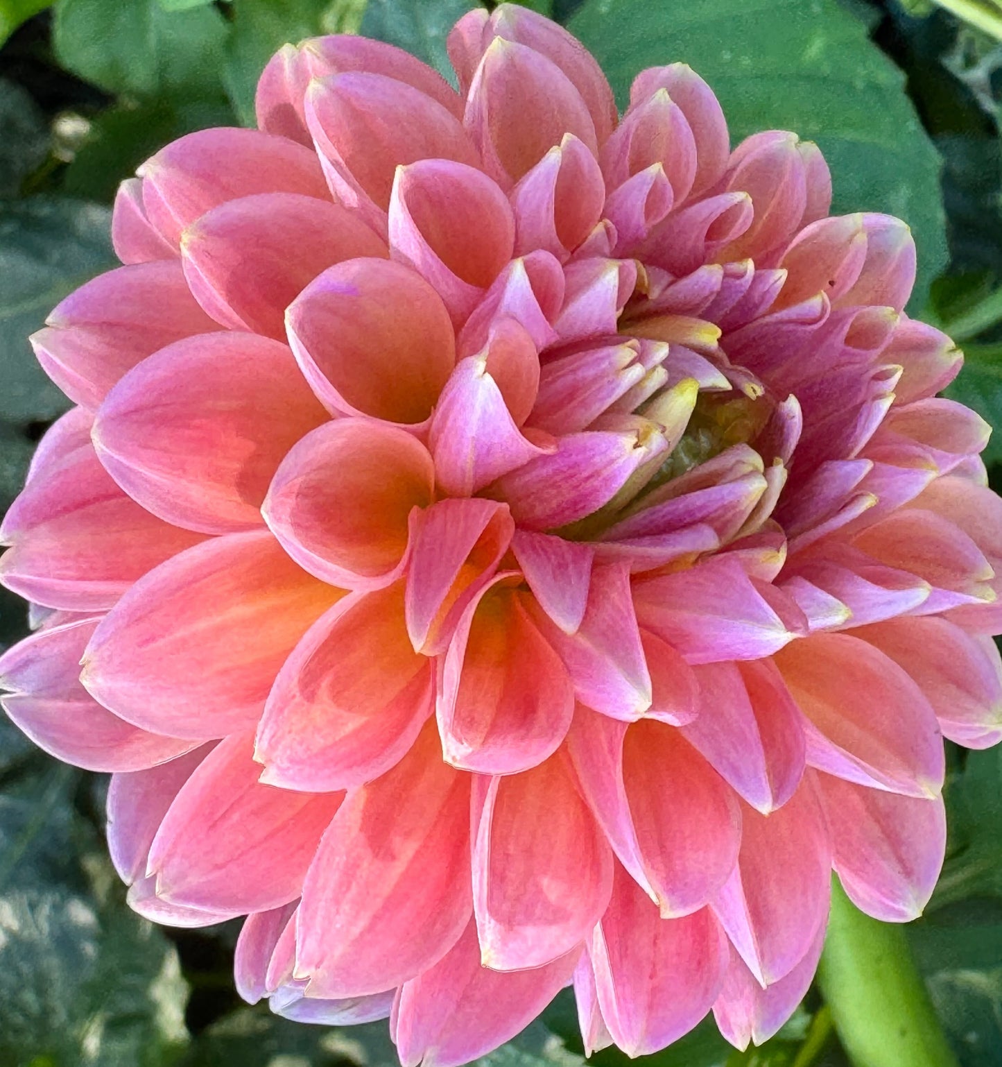 Bloomquist Dave Dahlia