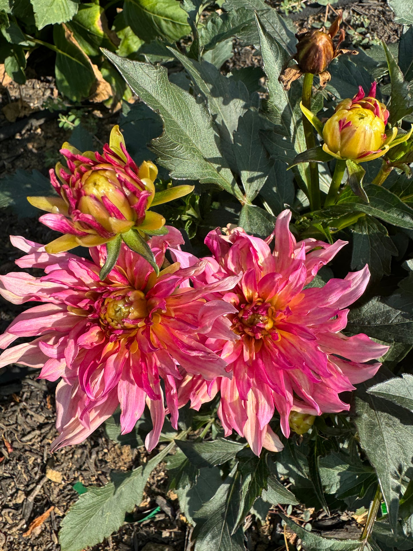 Gallery Art Deco Dahlia