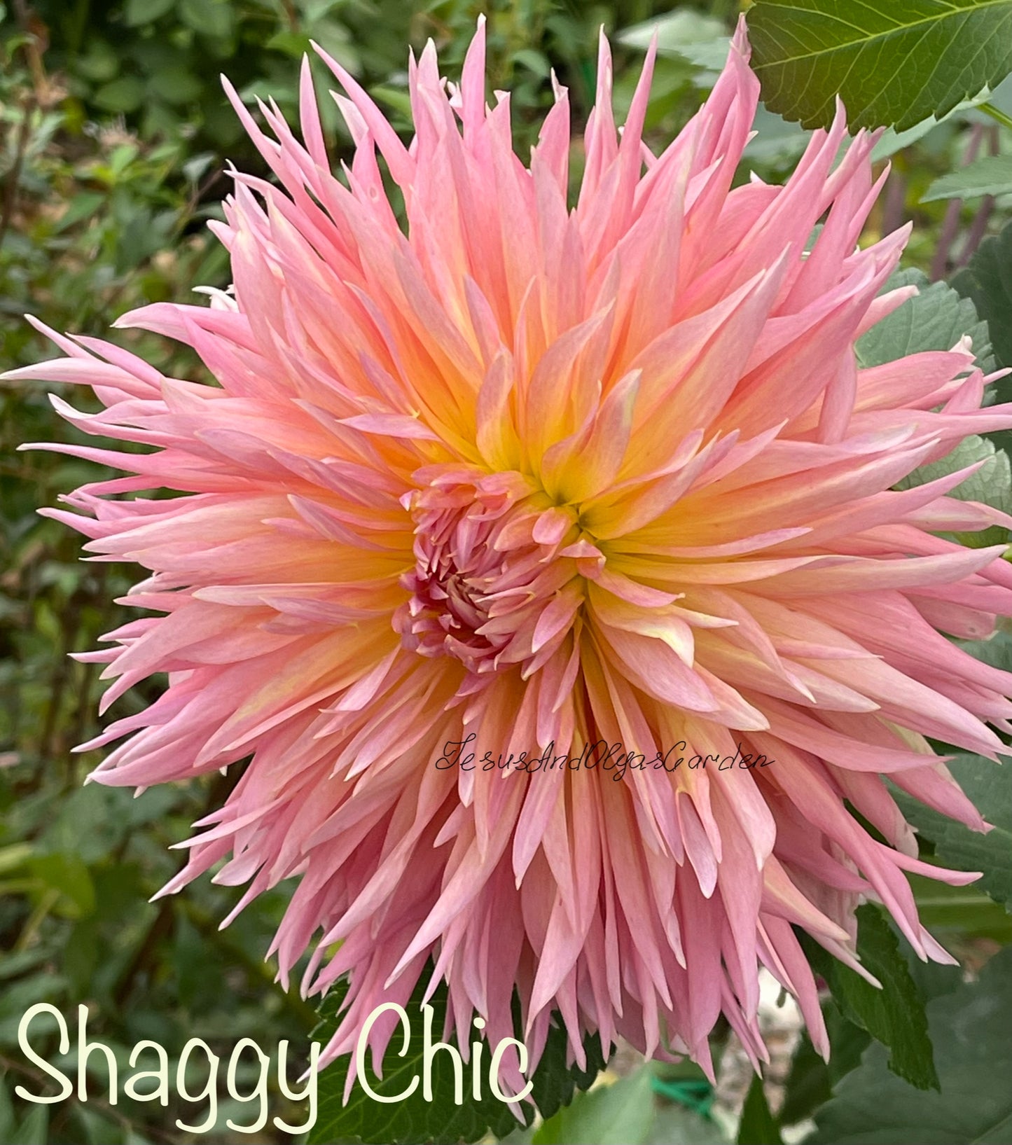 Shaggy Chic Dahlia