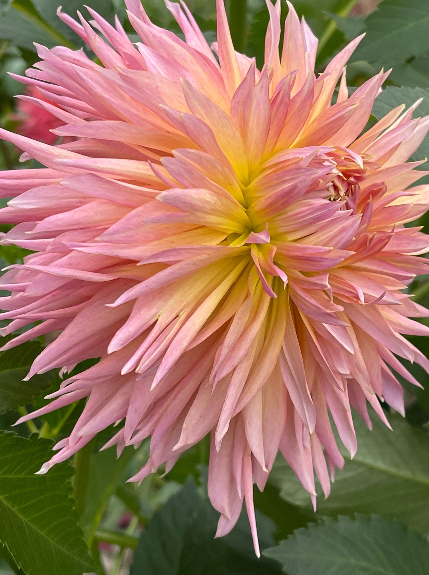 Shaggy Chic Dahlia