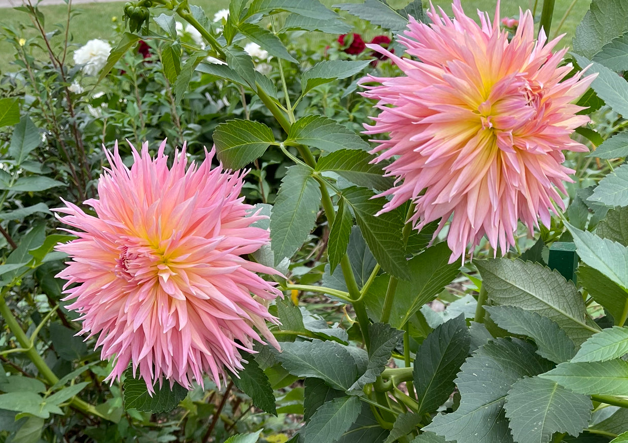 Shaggy Chic Dahlia