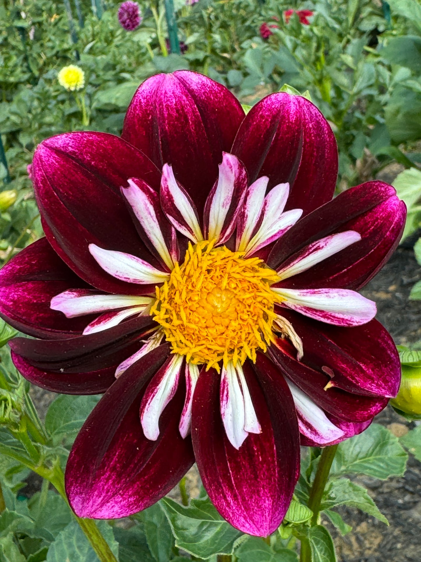 Bee-Yond Dahlia