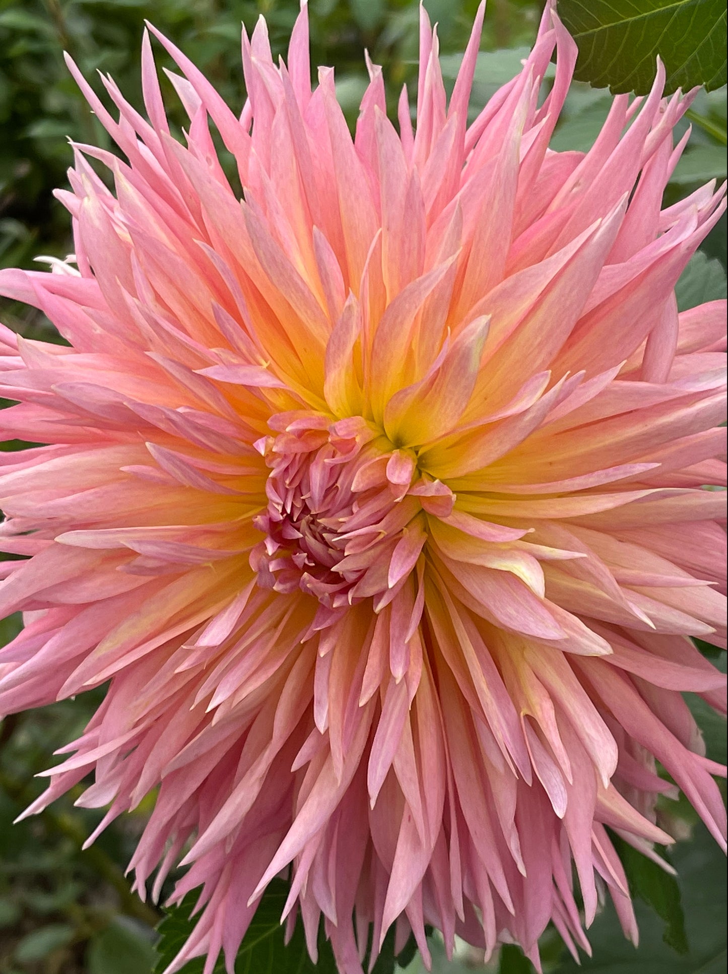 Shaggy Chic Dahlia