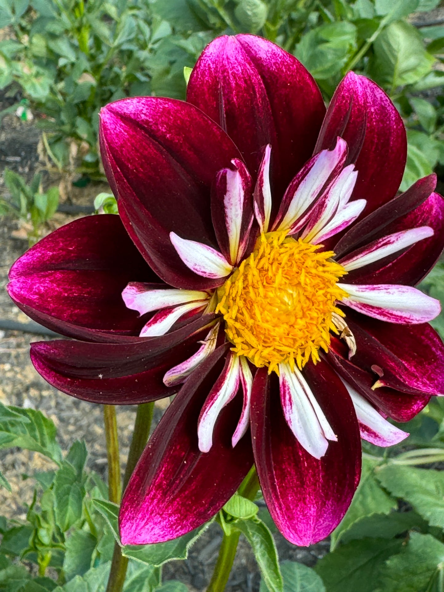 Bee-Yond Dahlia