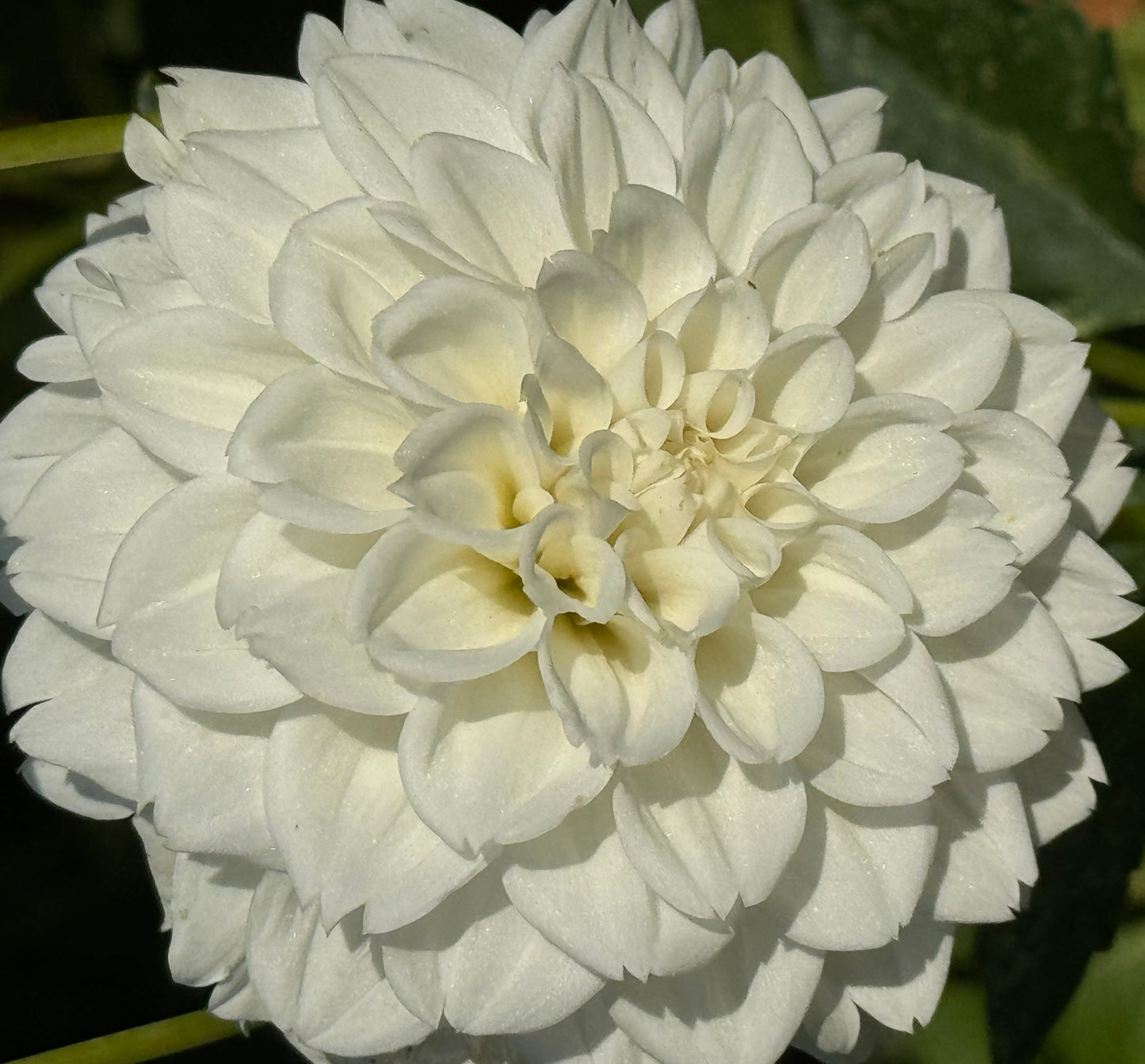 Elegant Bella Dahlia