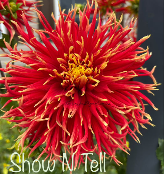 Show N Tell Dahlia