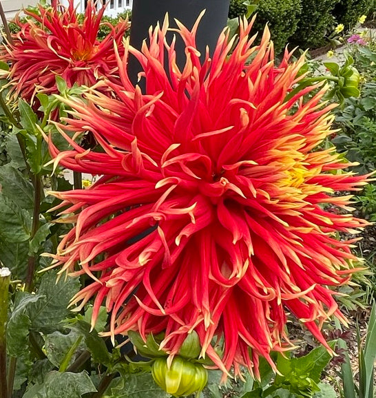 Show N Tell Dahlia