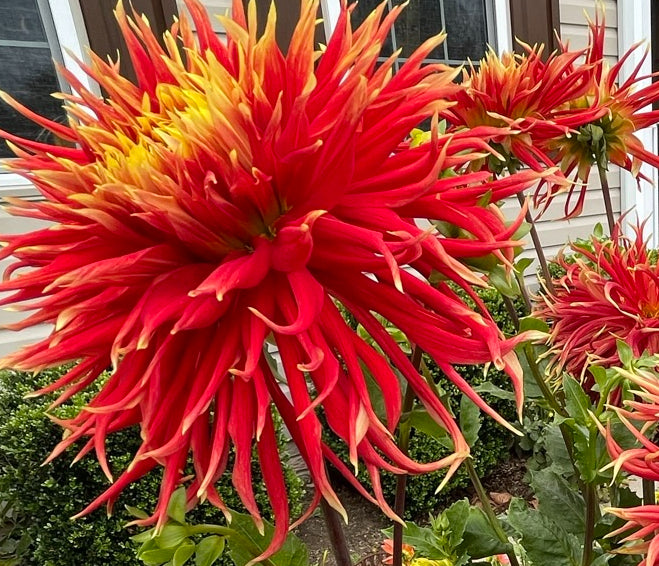 Show N Tell Dahlia