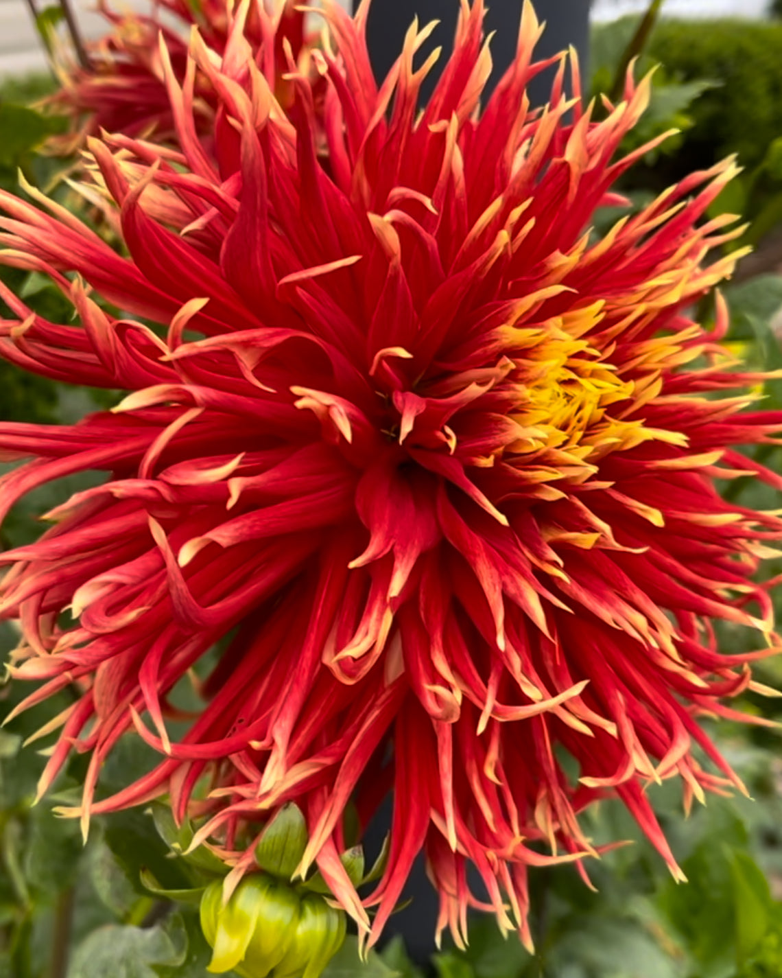 Show N Tell Dahlia