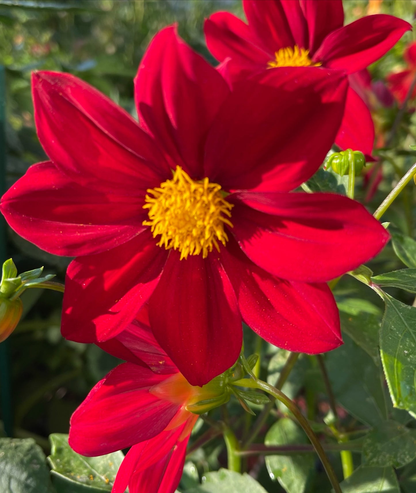 Single Red Dahlia