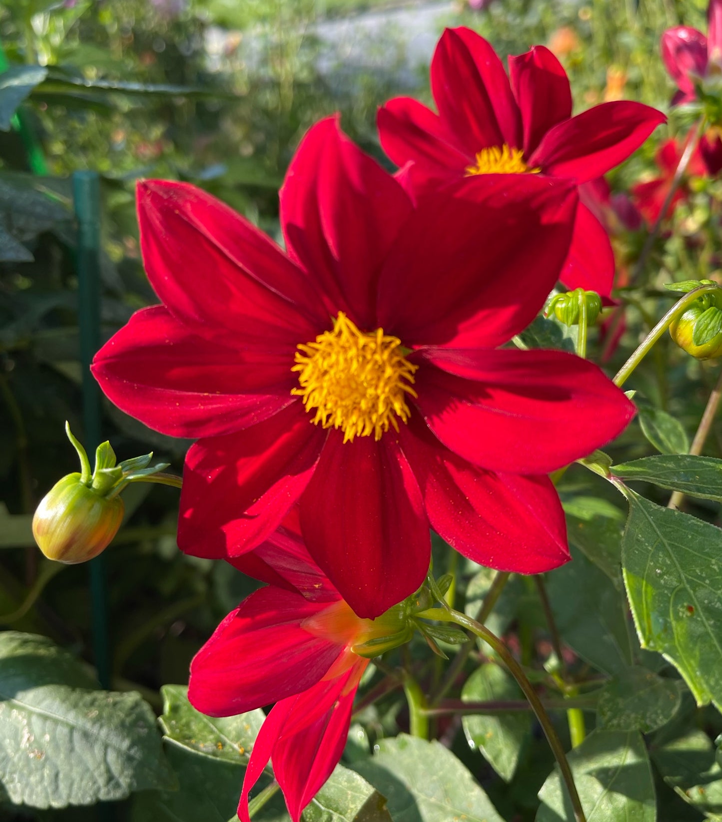 Single Red Dahlia