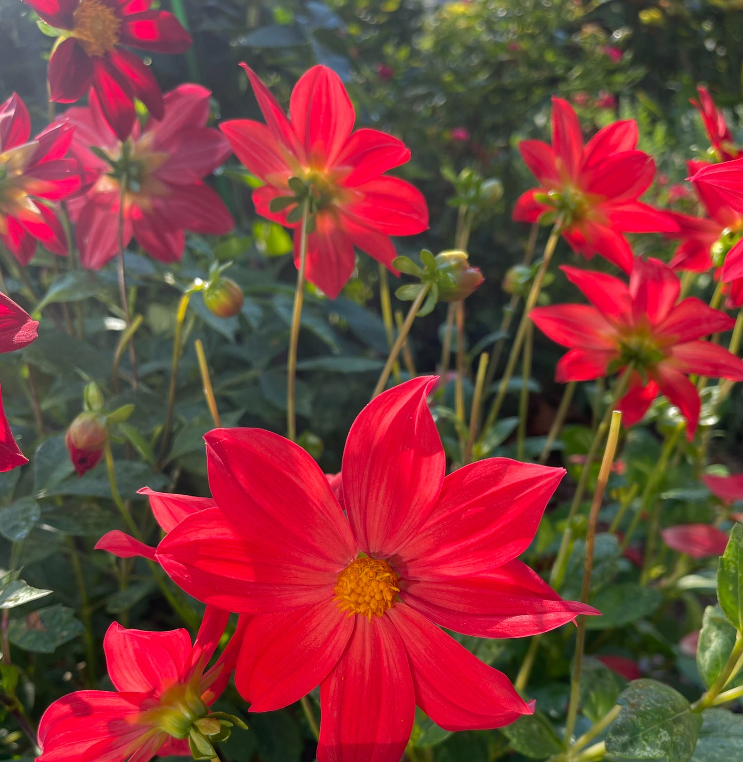 Single Red Dahlia