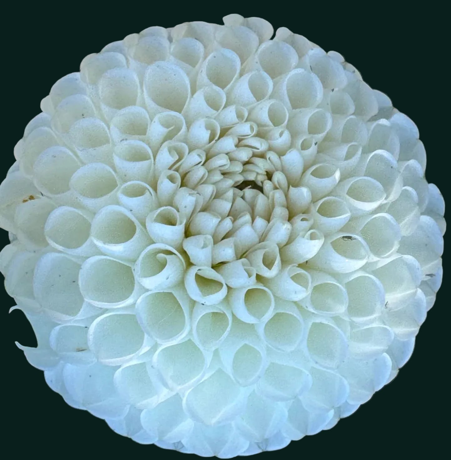 Boom Boom White Dahlia