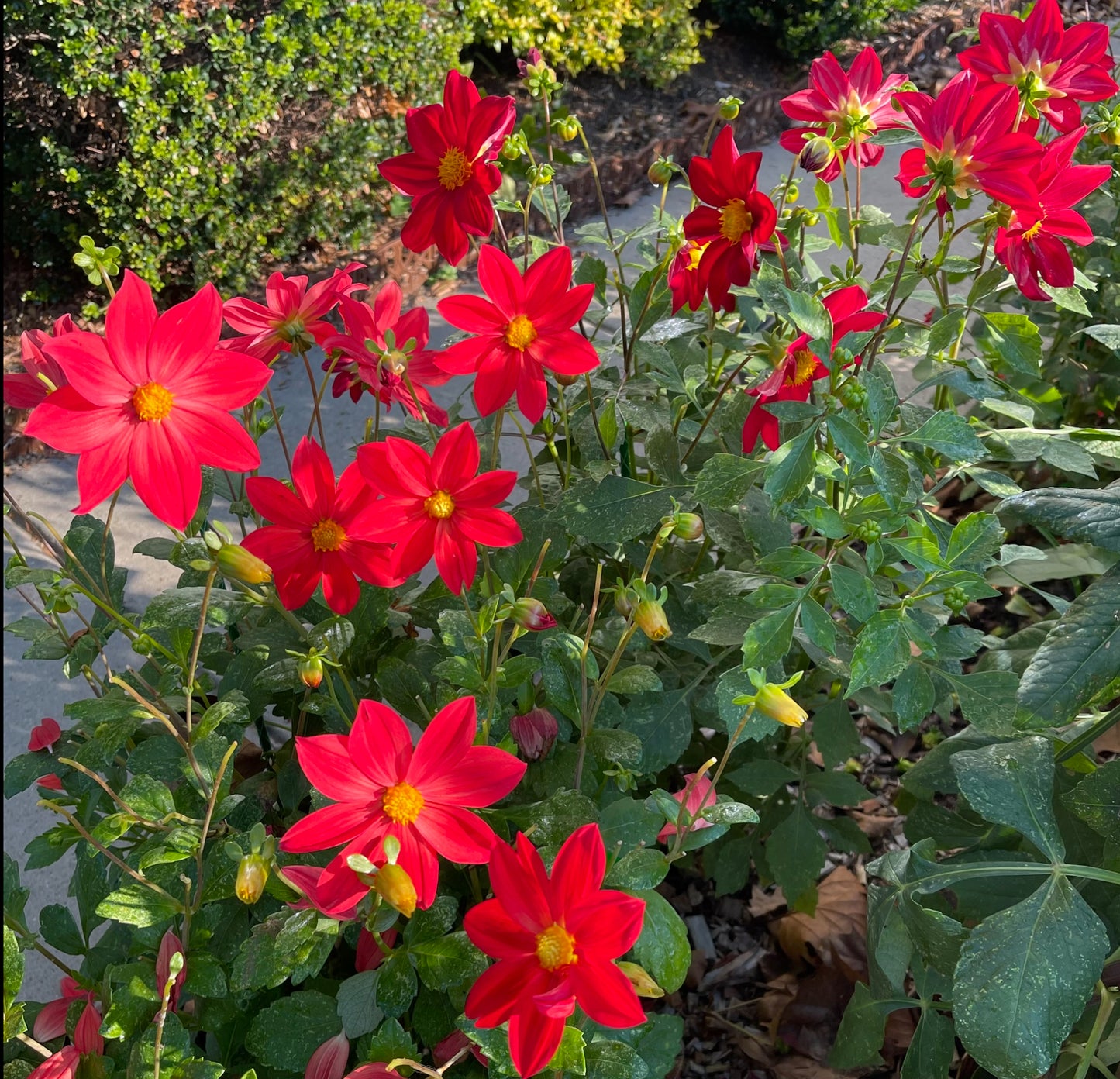 Single Red Dahlia