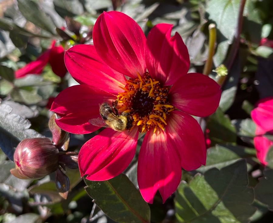 Single Red Dahlia