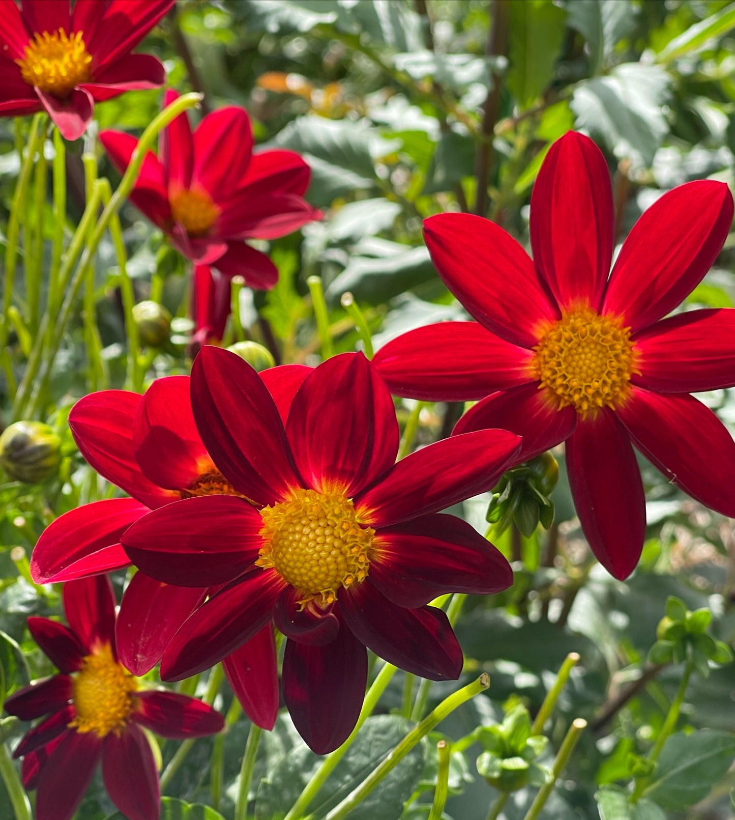 Single Red Dahlia