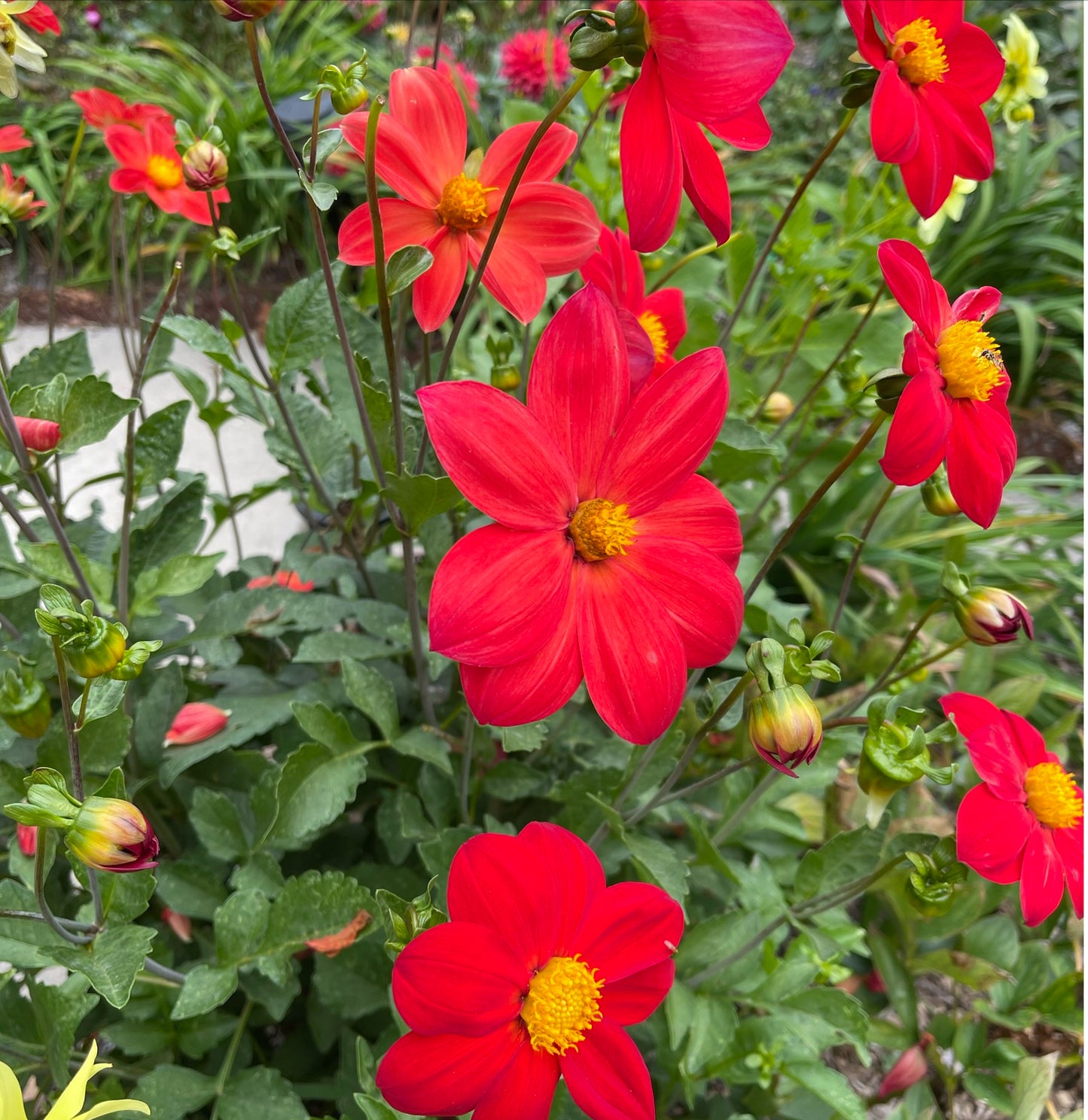 Single Red Dahlia