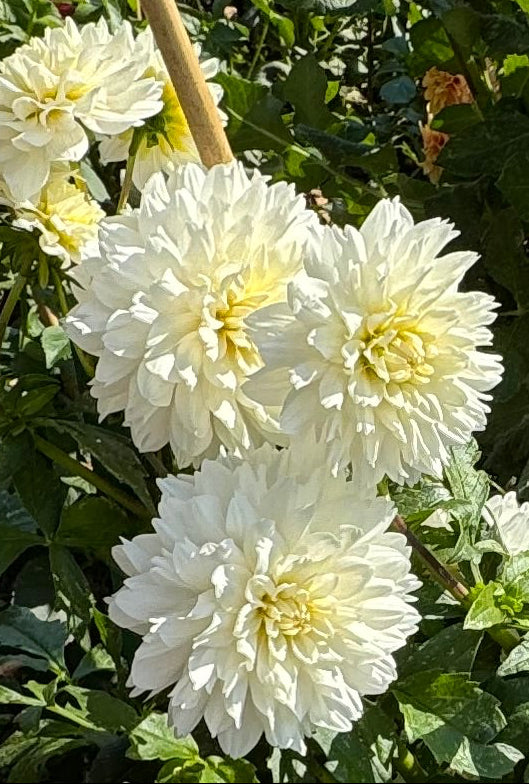 Evangelina’s Lace Dahlia