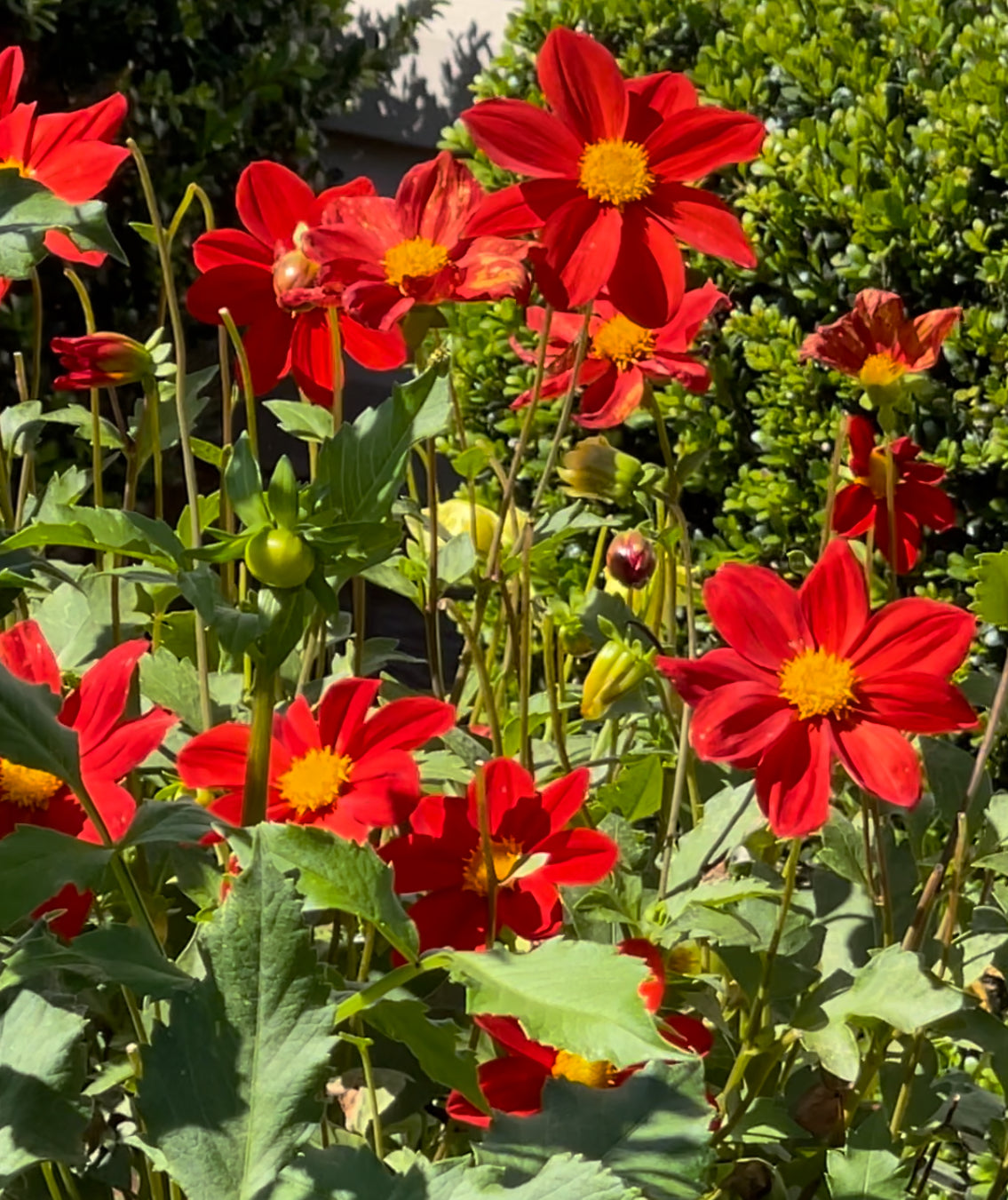 Single Red Dahlia