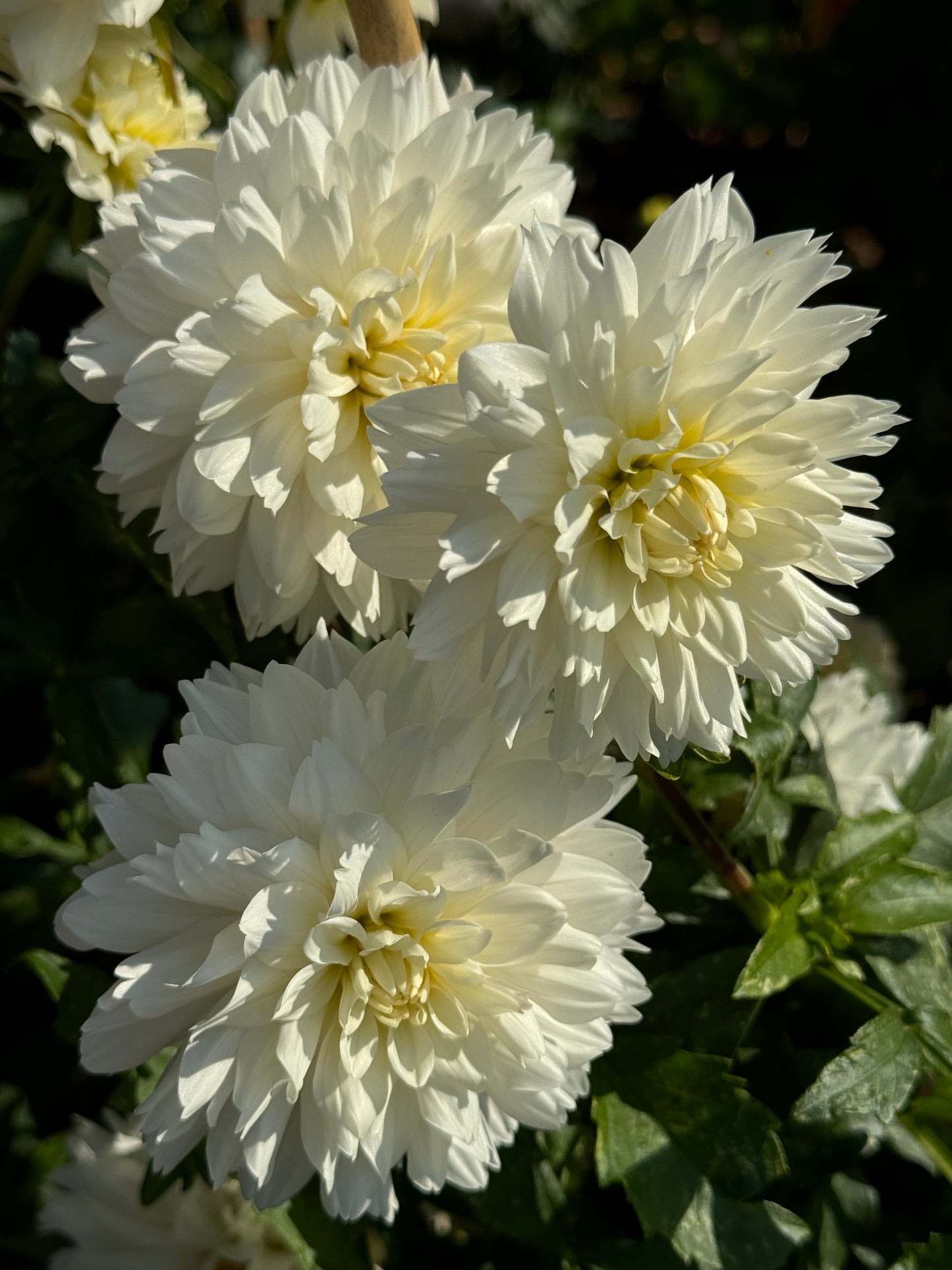 Evangelina’s Lace Dahlia