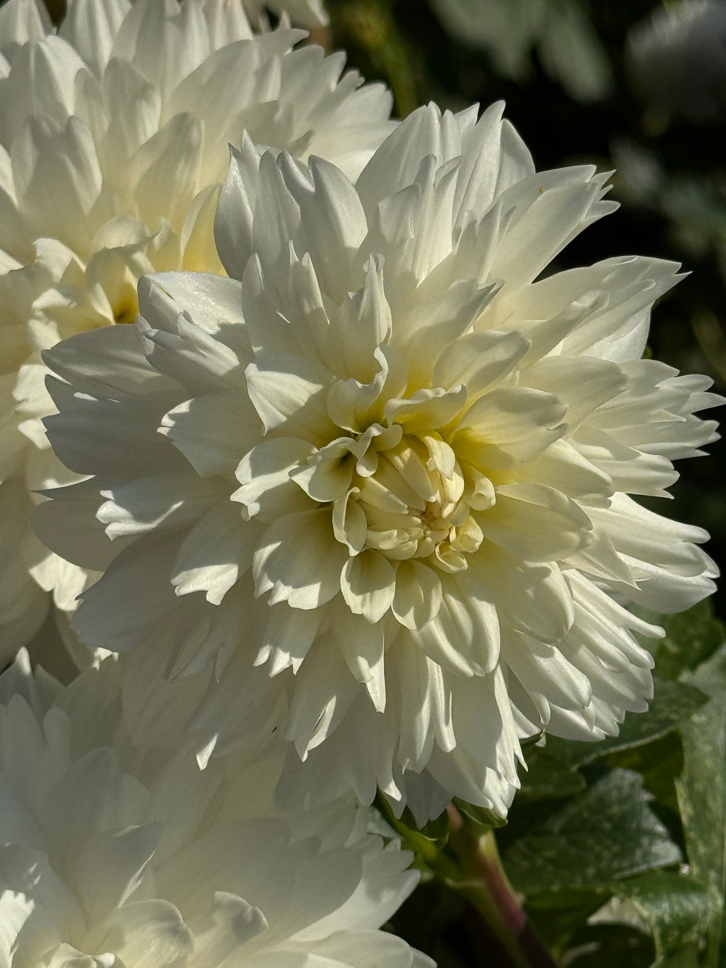Evangelina’s Lace Dahlia